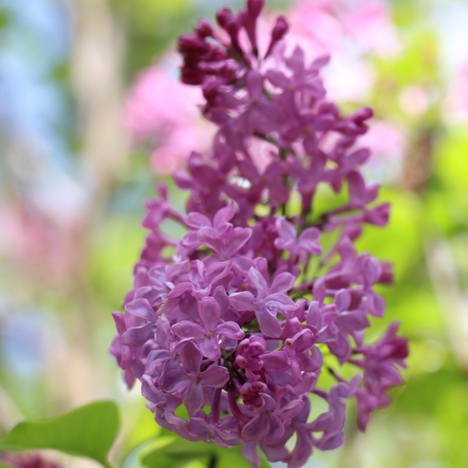 Syringa vulgaris 'Prince Wolkonsky'