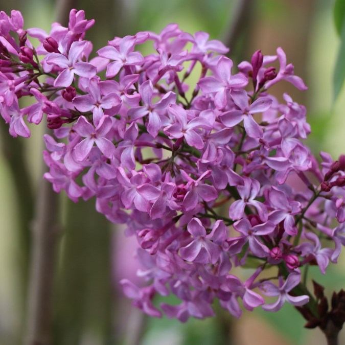 Syringa vulgaris 'Prince Wolkonsky'