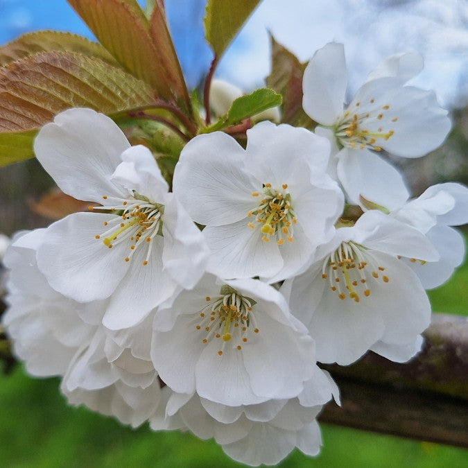 Prunus avium 'Kordia' (Pleached)