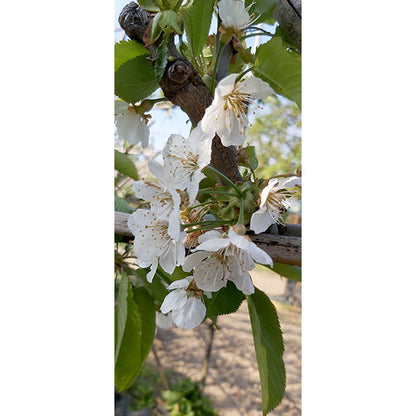 Prunus avium 'Kordia' (Pleached)