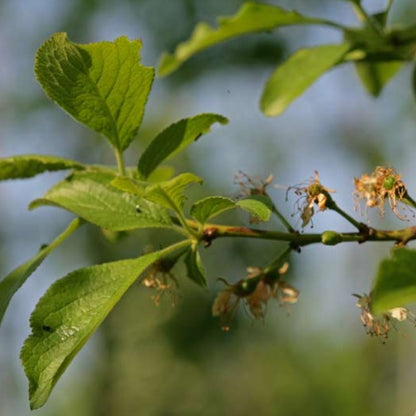 Prunus d. 'Hauszwetsche' (Pleached)