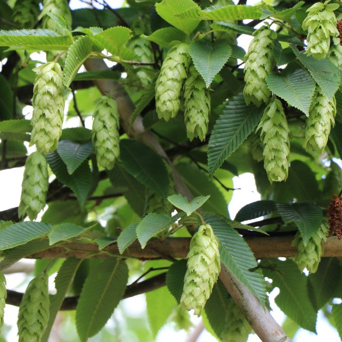 Carpinus japonica (Pleached)