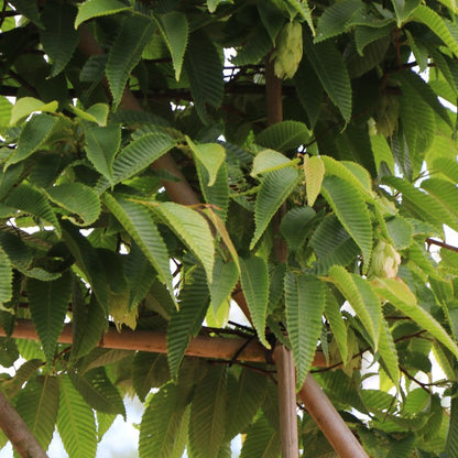 Carpinus japonica (Pleached)