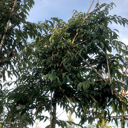 Carpinus japonica (Pleached)