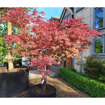 Acer palmatum 'Shirazz'