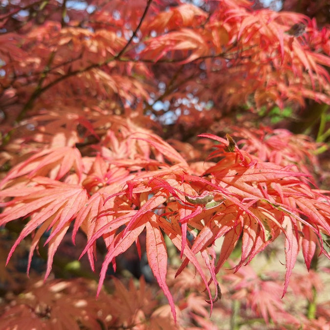 Acer palmatum 'Shirazz'