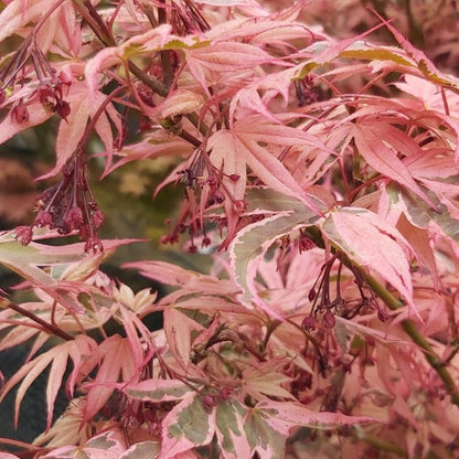 Acer palmatum 'Shirazz'