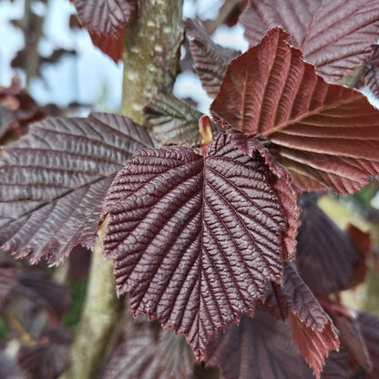 Corylus avellana 'Rouge de Zeller'