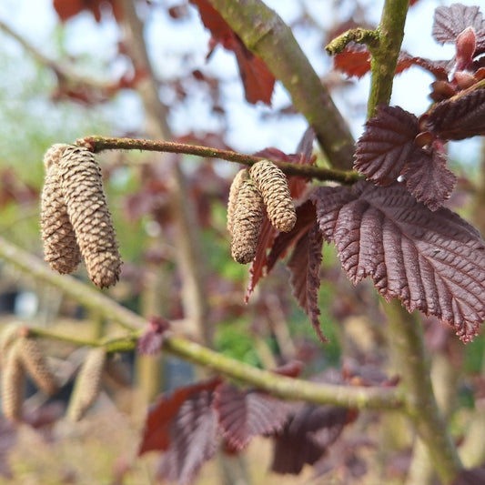 Corylus avellana 'Rouge de Zeller'