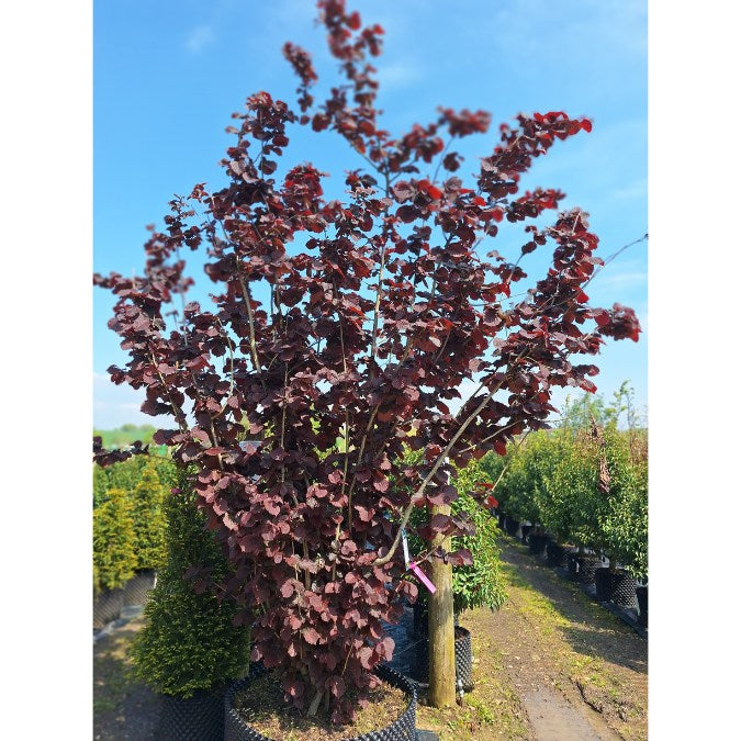 Corylus avellana 'Rouge de Zeller'