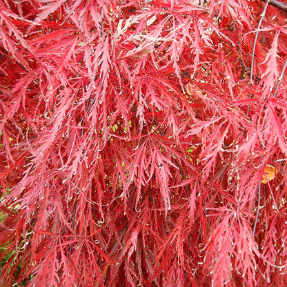 Acer palmatum 'Tamukeyama' (D)