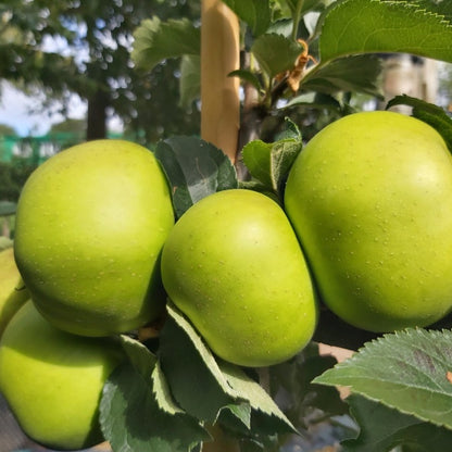 Malus d. 'Reinette du Canada' (Pleached)