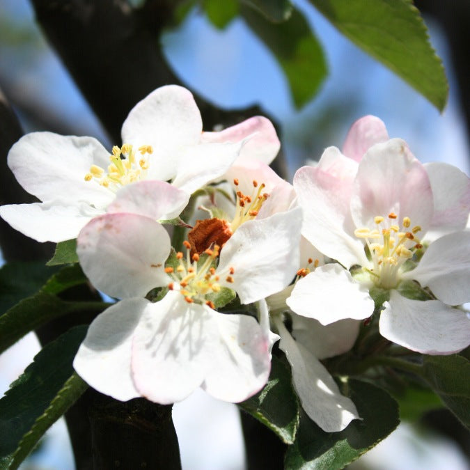 Malus d. 'Reinette du Canada' (Pleached) – Majestic Trees