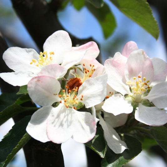 Malus d. 'Reinette du Canada' (Pleached)