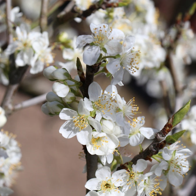 Prunus domestica 'Opal' (Pleached)