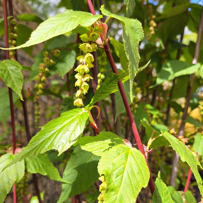 Acer davidii 'Viper'