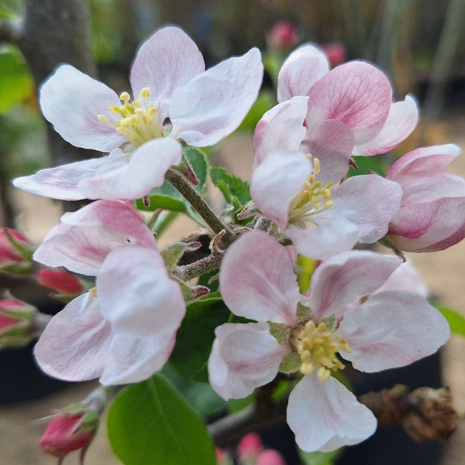 Malus d. 'Jonagold' – Majestic Trees