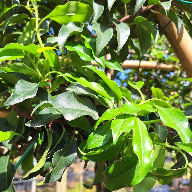 Prunus lusitanica 'Brenelia' (Pleached)