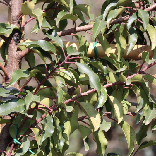 Prunus lusitanica 'Brenelia'