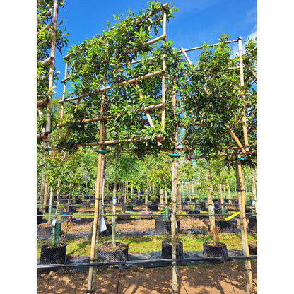 Prunus lusitanica 'Brenelia' (Pleached)