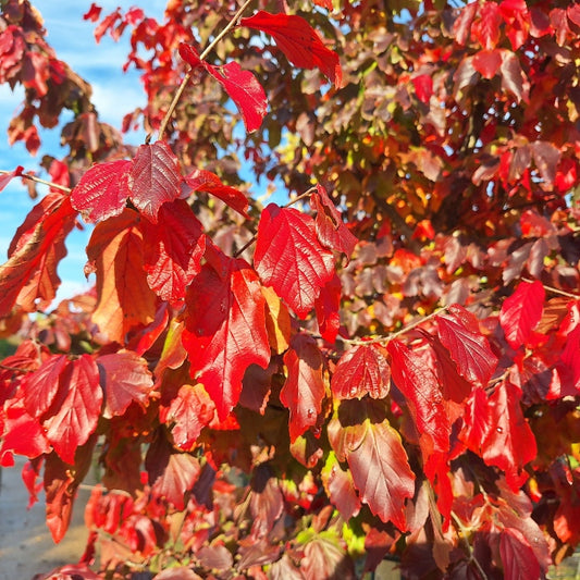 Parrotia persica 'Bella'