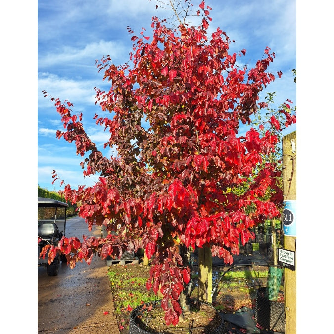 Parrotia persica 'Bella'