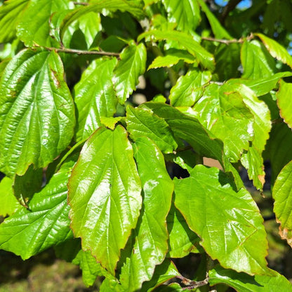 Parrotia persica 'Bella'