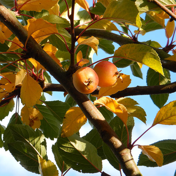 Malus 'White Star'