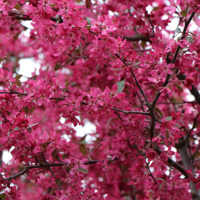 Malus 'Stenström'