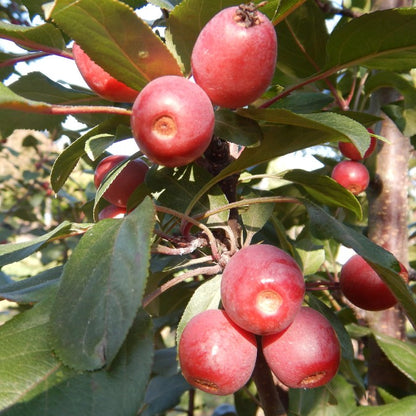 Malus 'Stenström'