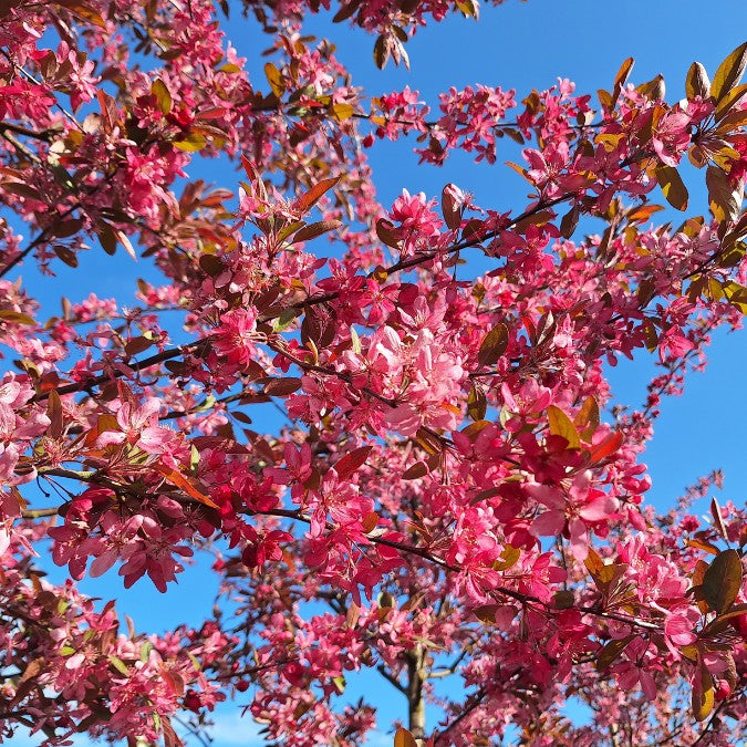 Malus 'Stenström'