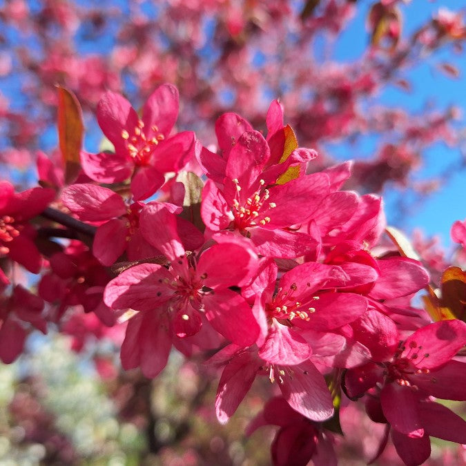 Malus 'Stenström'