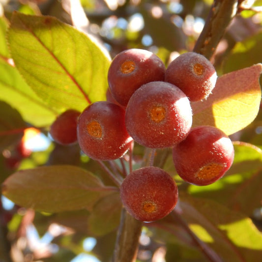 Malus 'Stenström'