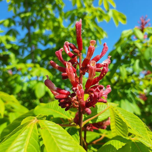 Aesculus flava 'Vestita'