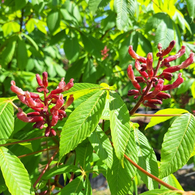 Aesculus flava 'Vestita'