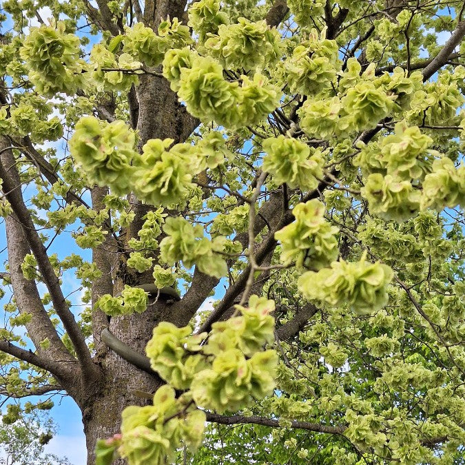 Ulmus 'Dodoens'