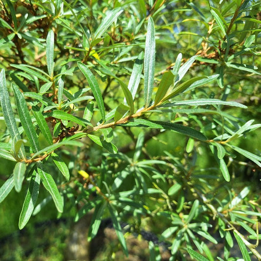 Hippophae rhamnoides 'Leikora'