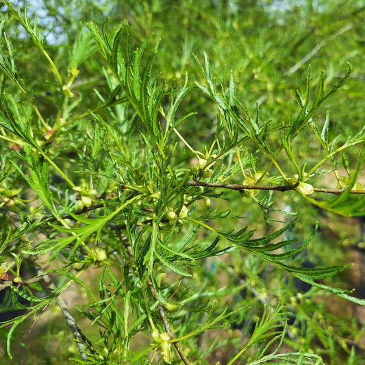 Alnus glutinosa 'Imperialis'