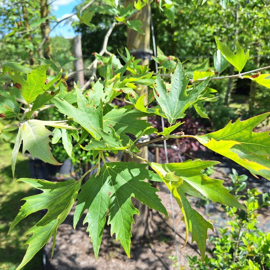 Platanus orientalis var. cuneata