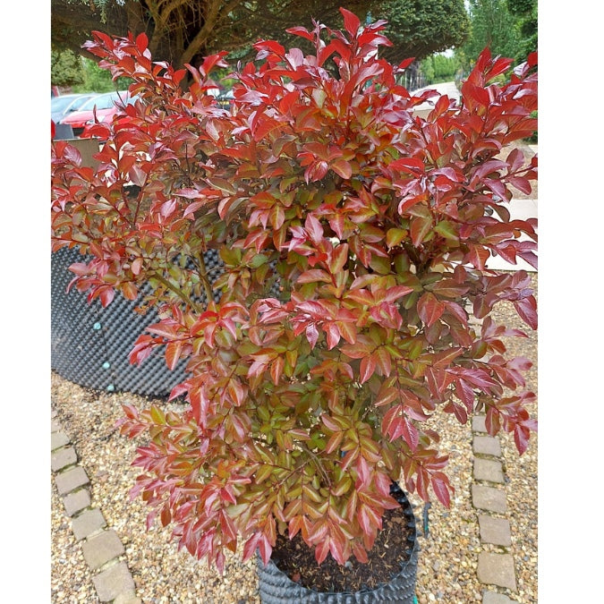 Lagerstroemia indica 'Rhapsody in Pink'