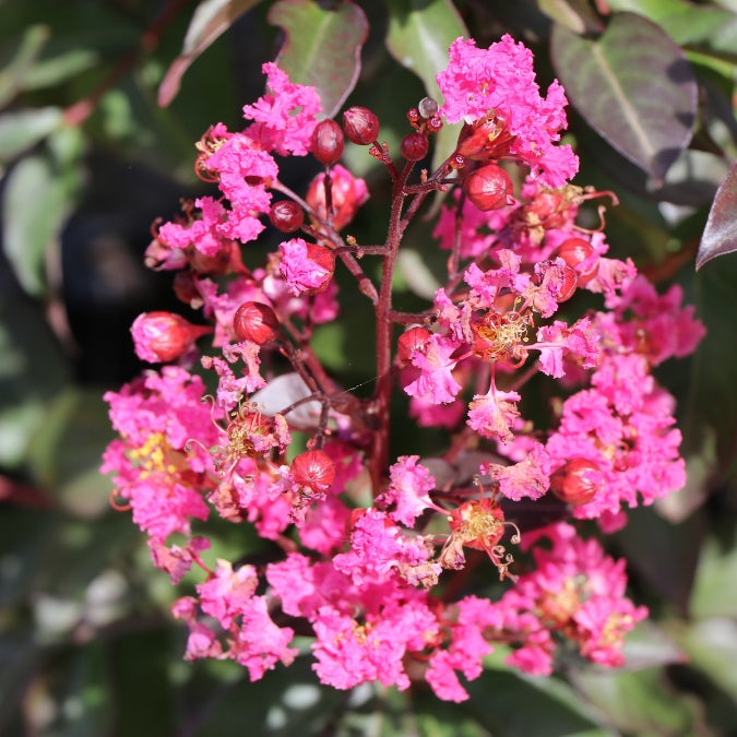 Lagerstroemia indica 'Rhapsody in Pink'