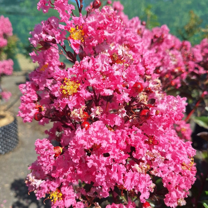 Lagerstroemia indica 'Rhapsody in Pink'