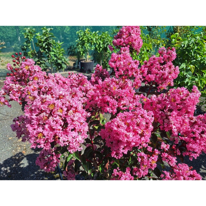 Lagerstroemia indica 'Rhapsody in Pink'