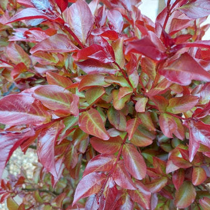 Lagerstroemia indica 'Rhapsody in Pink'