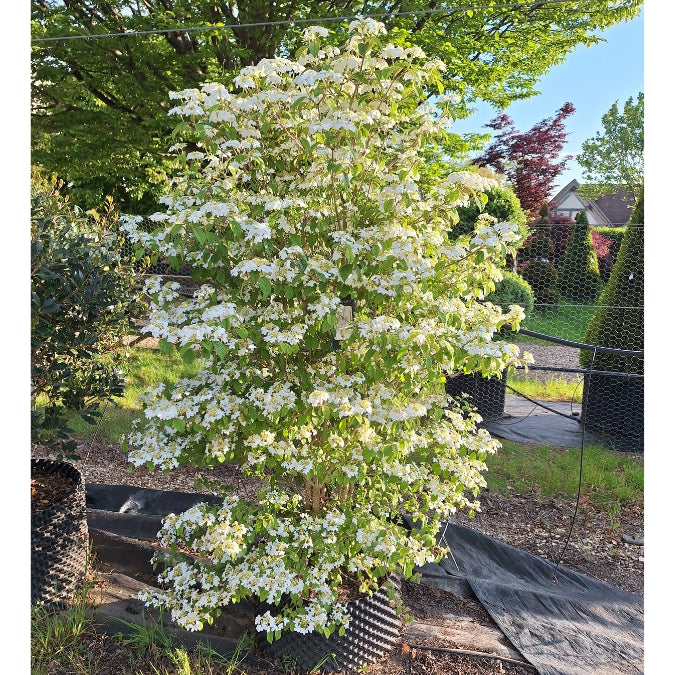 Viburnum plicatum 'Watanabe'