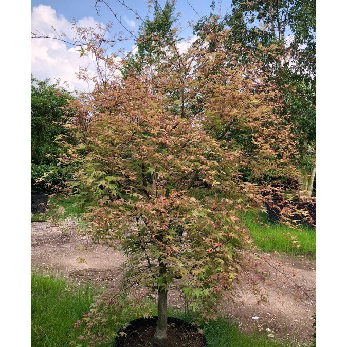 Acer palmatum 'Beni Otake' (L)