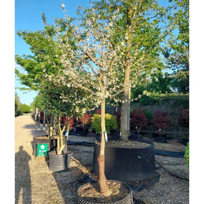 Cercis canadensis 'Texas White'