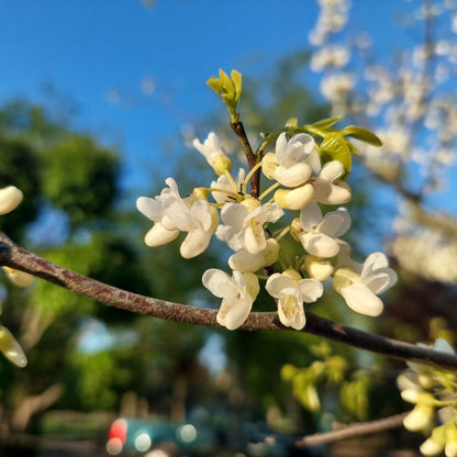 Cercis canadensis 'Texas White'