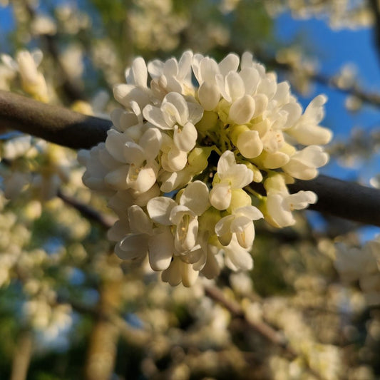 Cercis canadensis 'Texas White'