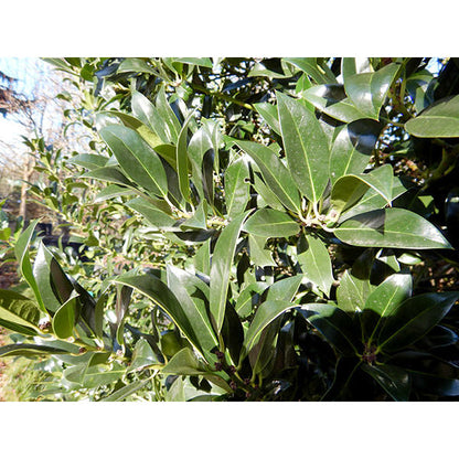 Ilex aquifolium 'Limsi' (Topiary)